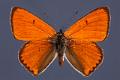 lycaena dispar 2